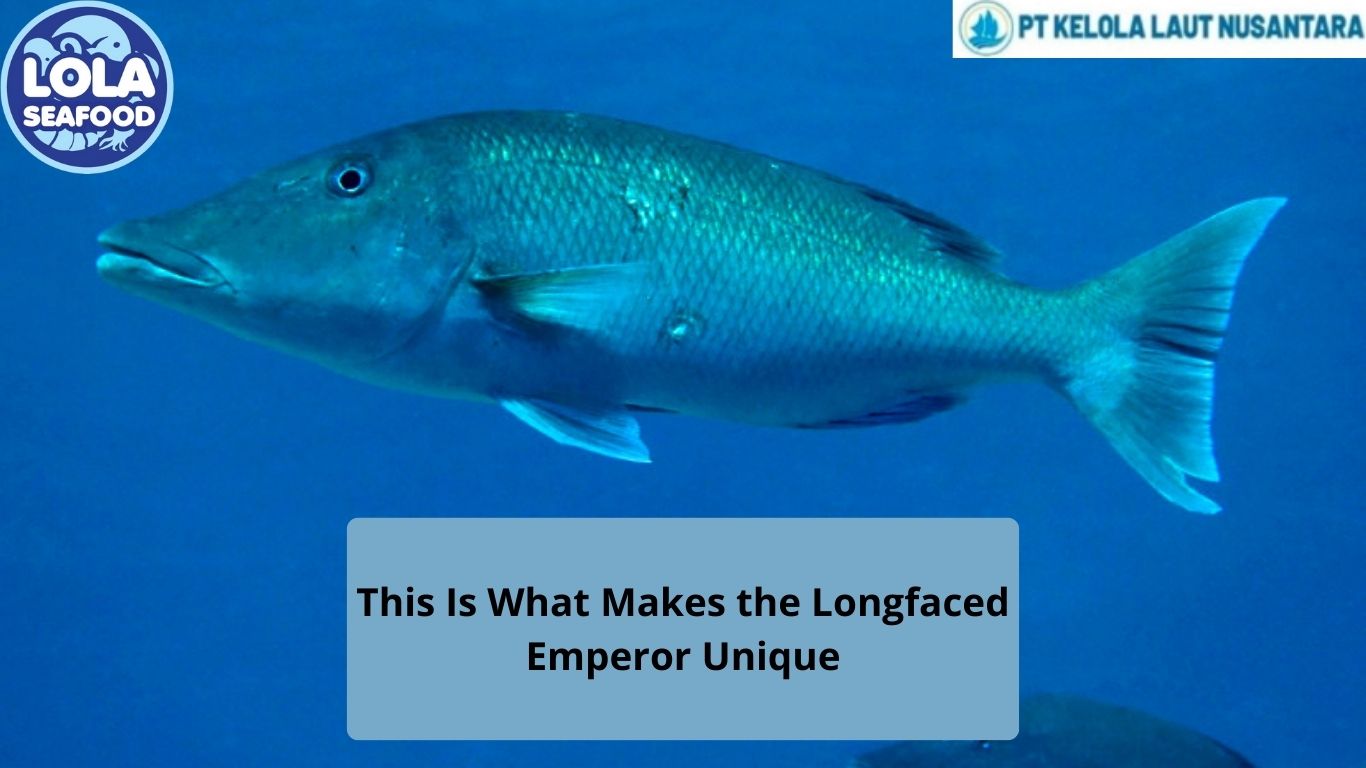 This Is What Makes the Longfaced Emperor Unique